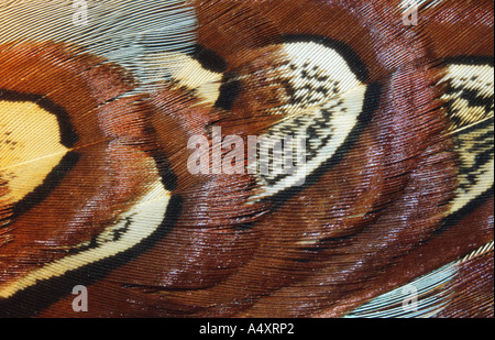 Le faisan commun (Phasianus colchicus), détail de plumes Banque D'Images