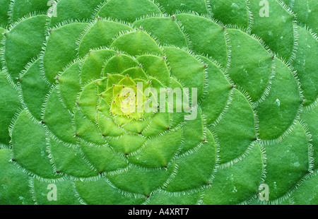 Aeonium Aeonium tabuliforme (rosette de feuilles), Banque D'Images