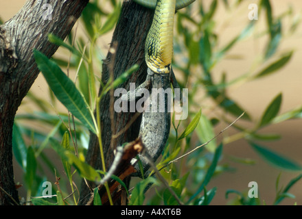 Dispholidus typus caméléon manger Boomslang Chipata Zambie Banque D'Images