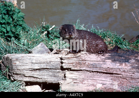 Loutre d'Europe Lutra lutra cub centre d'élevage de loutres Devon UK Banque D'Images