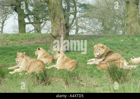 Les lions couchés sur l'herbe la chasse Knowsley Safari Park Zoo wildlife lazy sleepy relax Panthera leo famille fierté sociale hunt lione Banque D'Images