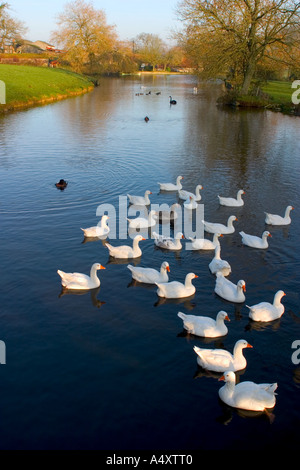 Oies sur la Mill Pond à Horningsham Wiltshire Banque D'Images