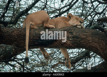 Lionne africaine endormi dans tree Panthera leo Le lac Manyara Tanzanie Banque D'Images