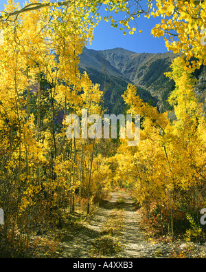 USA - Colorado : automne dans les Montagnes Rocheuses Banque D'Images