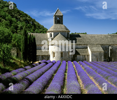 FR - Vaucluse : Abbaye Notre Dame de Sénanque près de Gordes Banque D'Images