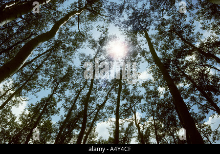 Jusqu'à la canopée des arbres forestiers en France Banque D'Images