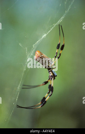 Orb weaver sur Golden Spider web Florida USA Silk depuis le web est utilisé pour faire de viseurs Banque D'Images