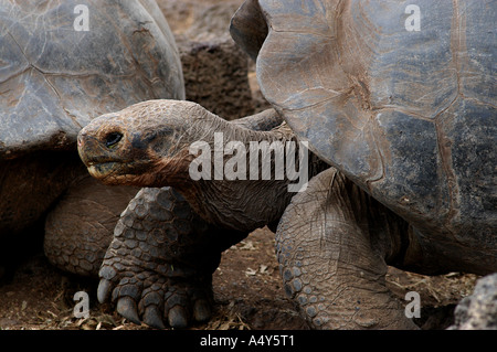 Portrait de la tortue Banque D'Images