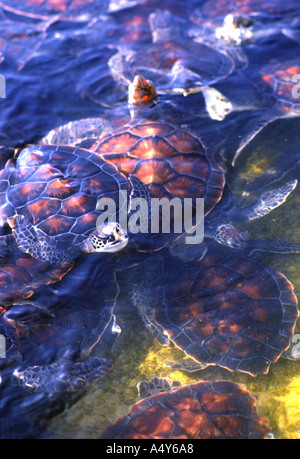 RIDLEY S KEMP Lepidochelys kempi Cayman Turtle Farm Banque D'Images