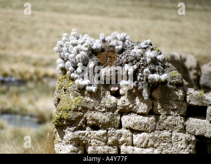 Cactus poussant sur un mur de pierre sur l'Alto Plano, Pérou, Amérique du Sud Banque D'Images