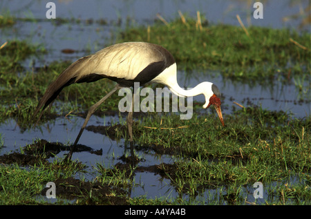 Réorganisation de l'alimentation dans le delta de l'Okavango au Botswana Afrique du Sud Banque D'Images