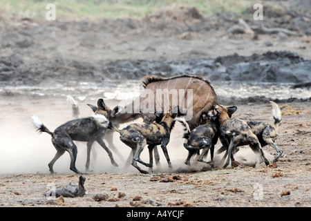 Wilddogs africaine - Lycaon pictus - sont une chasse carless jeune koudou. L'Afrique, Botswana, Linyanti, Parc National de Chobe, de la faune Banque D'Images