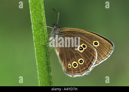 Aphantopus hyperantus un papillon : Banque D'Images
