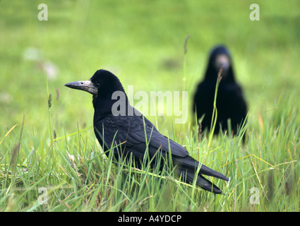 Les corbeaux freux Corvus frugilegus Banque D'Images