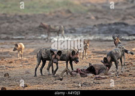 Wilddogs africaine - Lycaon pictus - après une chasse avec succès, ils mangent le koudou. L'Afrique, Botswana, Linyanti, Parc National de Chobe Banque D'Images