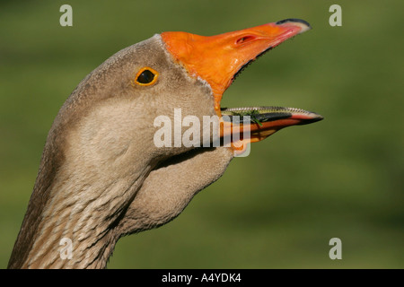 L'oie grise européenne - Grey goose (Anser anser) Banque D'Images