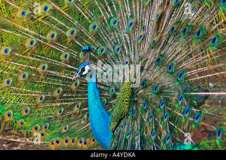 Peacock (Pavo cristatus), paon indien Banque D'Images