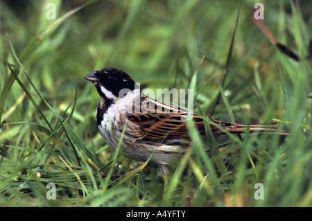 Emberiza schoeniclus reed homme Banque D'Images