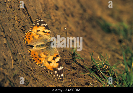 Papillon Belle Dame Vanessa cardui Banque D'Images