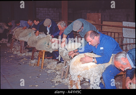 La tonte des moutons la concurrence la main l'agriculture au nord ouest du pays de Galles Banque D'Images