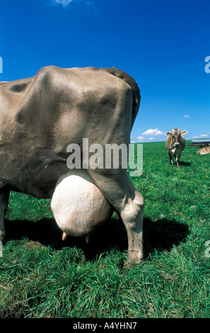Le lait de vache avec grande pis Banque D'Images