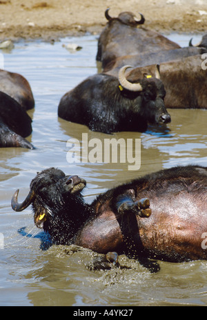 Italie Campanie kérabau valorisés pour leur lait utilisé pour la mozzarella de bufflonne mozzarella di bufala Banque D'Images