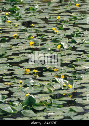 Des lis jaune Nuphar lutea flottant dans un petit étang dans le Parc National de Yellowstone au Wyoming USA Banque D'Images