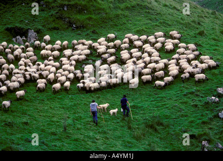 Gens personne Basque français et moutons chiens bergers des Pyrénées dans le Pays Basque Français Esterencuby France Banque D'Images