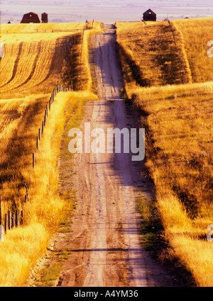 Route de terre défoncée par champs de chaume de blé récoltés à la fin de l'été dans la vallée Gallatin Montana USA Banque D'Images