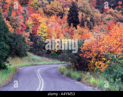 Route qui serpente à travers la forêt en couleurs de l'automne des montagnes Wasatch Utah USA Banque D'Images