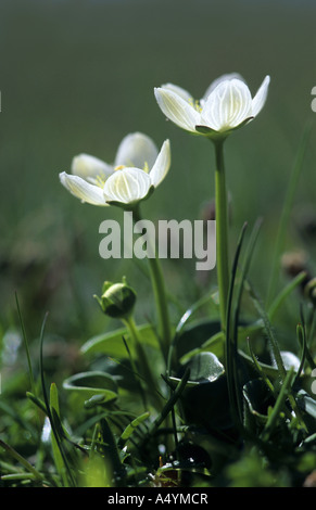 L'herbe de parnassus Parnassia palustris Banque D'Images