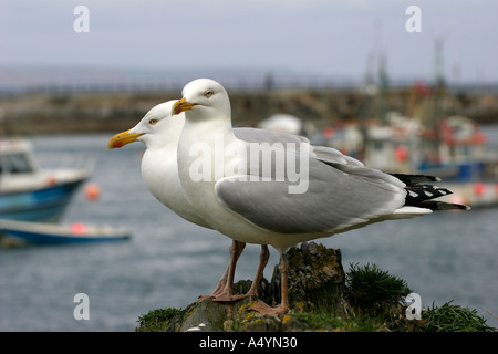 Mouette à Mevagissey Harbour Banque D'Images