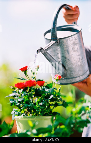 Arrosage des fleurs Banque D'Images