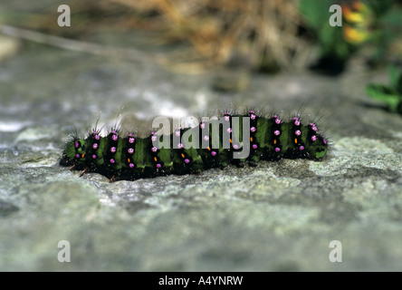L'empereur moth Saturnia pavonia Caterpillar Banque D'Images