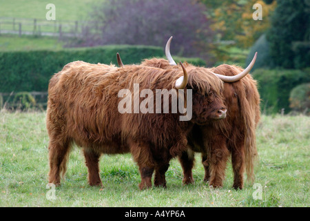 Highland cattle dans les Cotswolds Banque D'Images