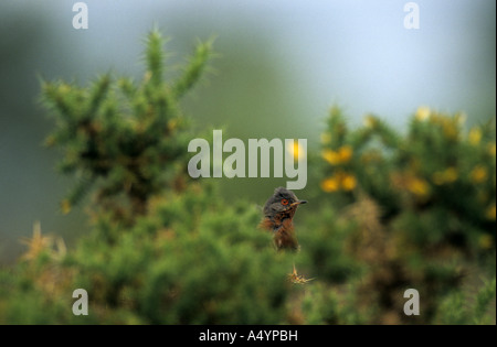 Dartford warbler Sylvia undata parmi les ajoncs Banque D'Images