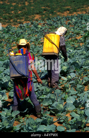 La pulvérisation de l'insecticide sur les hommes du Guatemala entre récolte et Patzicia Tecpan département de Chimaltenango Guatemala Amérique Centrale Banque D'Images