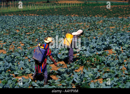 La pulvérisation de l'insecticide sur les hommes du Guatemala entre récolte et Patzicia Tecpan département de Chimaltenango Guatemala Amérique Centrale Banque D'Images