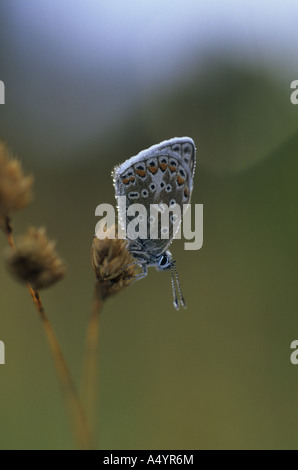 Papillon bleu commun Polyommatus icarus mâle dans la rosée Banque D'Images