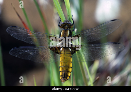 Libellula depressa chaser corps large femme Banque D'Images