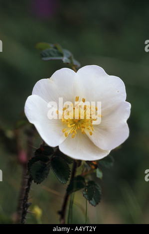 Rose Rosa pimpinellifolia Burnett Banque D'Images