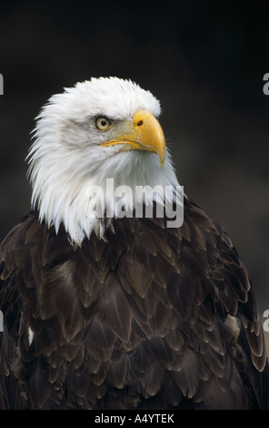 Pygargue à tête blanche Haliaeetus leucocephalus en captivité Banque D'Images