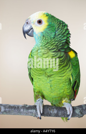 Green Parrot perching on branch Banque D'Images