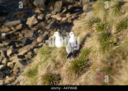 Oiseaux Fulmar dh UK Couple d'oiseaux qui nichent sur la falaise au-dessus de l'herbe Rocky beach Banque D'Images