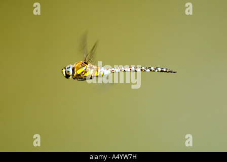 Libellule en vol migrant hawker Banque D'Images