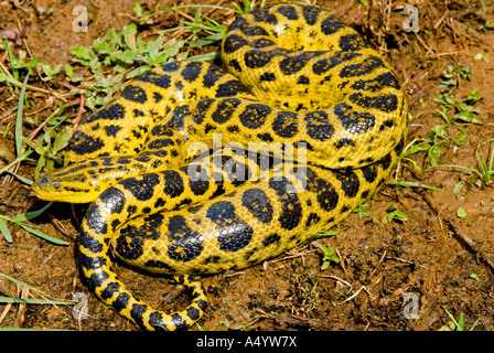 Anaconda jaune enroulé Banque D'Images