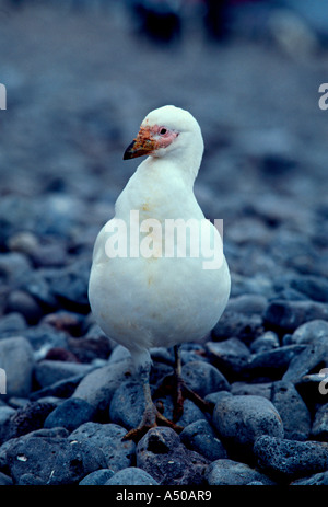 Sheathbill enneigés, Chionis alba, plage, l'île Paulet, Péninsule Antarctique, l'Antarctique Banque D'Images