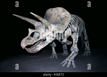 Des os de dinosaure préhistorique Triceratops Skeleton Royal Tyrell Museum (Alberta) Canada Banque D'Images
