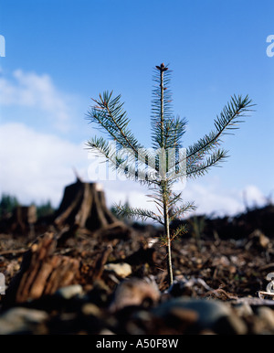 Sapin de Douglas (Pseudotsuga taxifolia) / de 12 à 18 grands / PLANTÉS EN FORÊT PAR COLLAGE SOL / WASHINGTON Banque D'Images
