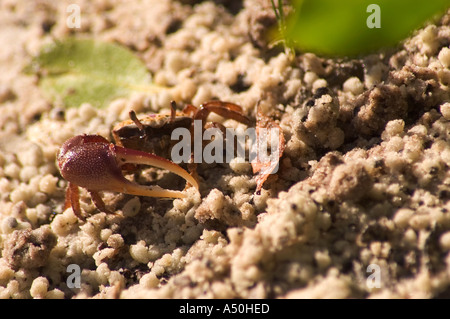 Crabe violoniste de sable Banque D'Images